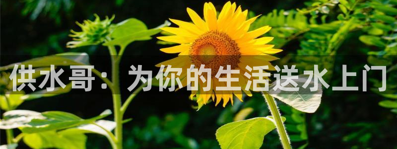qy球友会体育官方平台